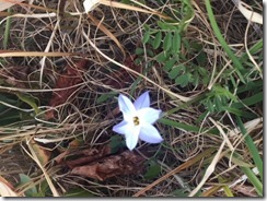 ３月春の花